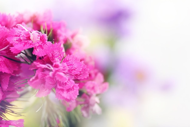 Beautiful pink carnation flowers close up