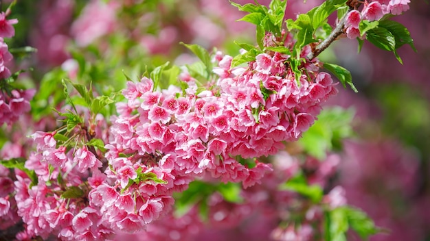 Beautiful  Pink Cherry Blossom on nature background , Sakura flower blooming