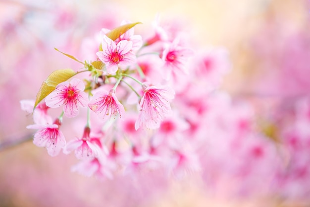 Beautiful  Pink Cherry Blossom on nature background  Sakura flower blooming