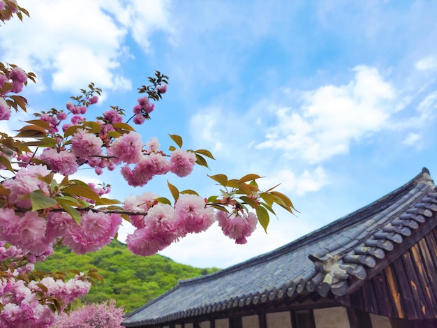 beautiful pink cherry blossoms of full bloom and korean traditional temple in springtime blue sky