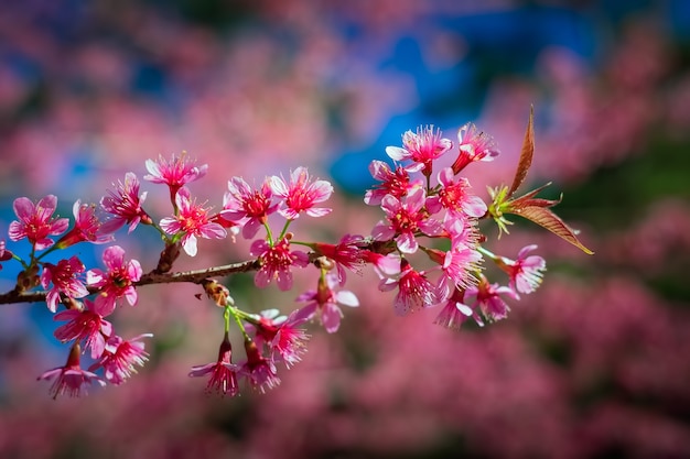 The beautiful of pink cherry blossoms, Prunus cerasoides in Thailand. 