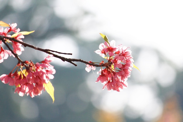 Beautiful pink cherry blossoms or Wild Himalayan cherry (Prunus cerasoides) flowers in blue sky.