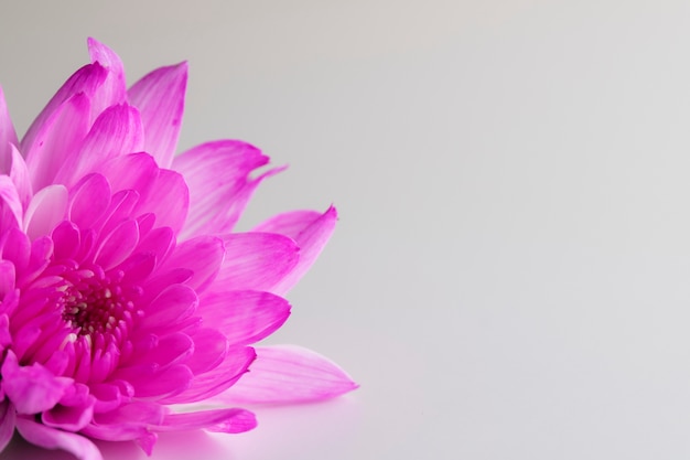 Beautiful pink chrysanthemum flower on white background