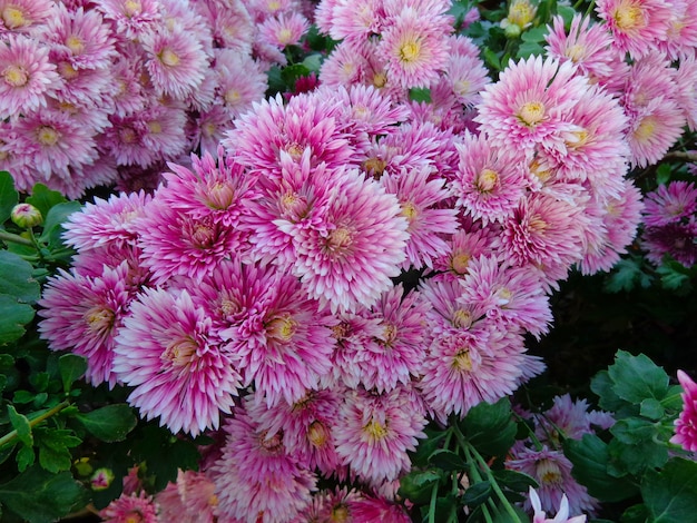 beautiful pink Chrysanthemum Flowers top view