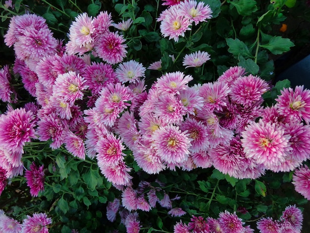 beautiful pink Chrysanthemum Flowers top view