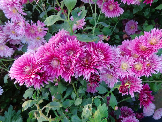 beautiful pink Chrysanthemum Flowers top view