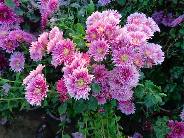 beautiful pink Chrysanthemum Flowers top view