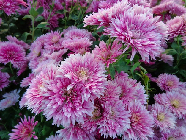 beautiful pink Chrysanthemum Flowers top view