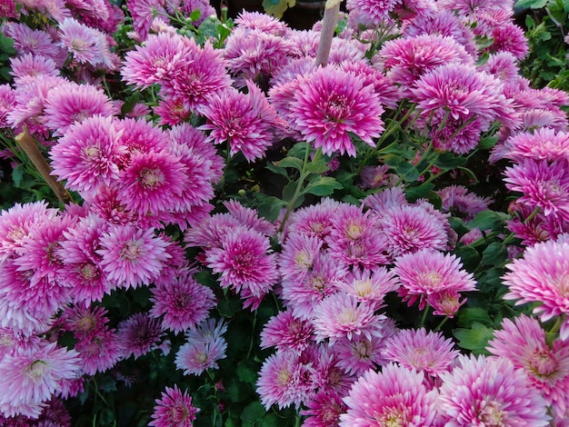 beautiful pink Chrysanthemum Flowers top view