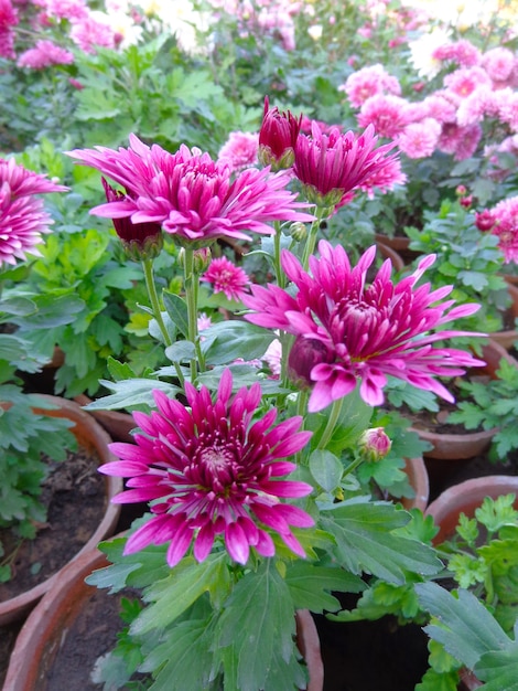 beautiful pink Chrysanthemum Flowers top view