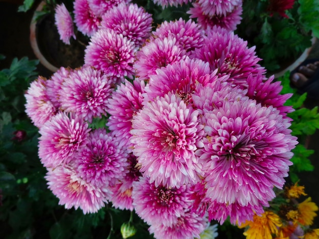 beautiful pink Chrysanthemum Flowers top view