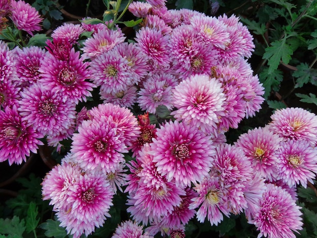 beautiful pink Chrysanthemum Flowers top view