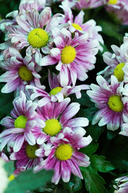 Beautiful pink chrysanthemum in the garden