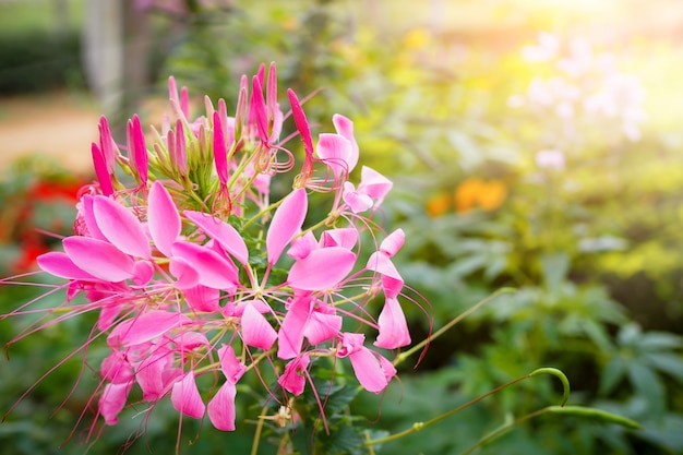 Beautiful pink cleome spinosa or spider flower with sunlight in the garden, soft focus