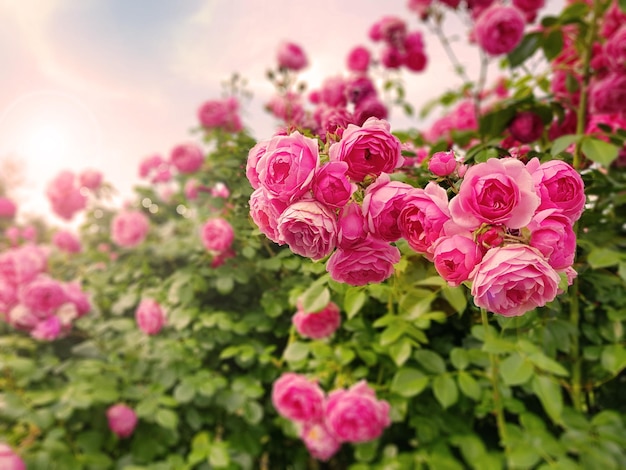 Beautiful pink climbing roses in spring in the garden on a sunny day