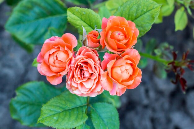 Beautiful pink climbing roses in spring in the garden