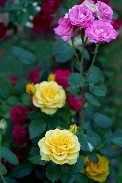 Beautiful pink climbing roses in summer garden with white background Soft focus