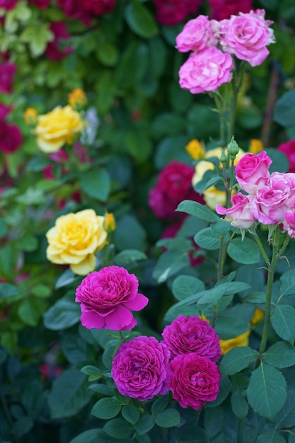 Beautiful pink climbing roses in summer garden with white background Soft focus