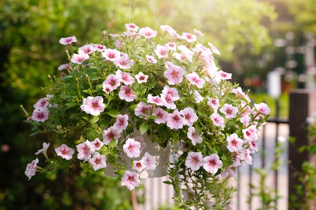 Beautiful pink colored petunias flowers with sunlight in the garden. Petunias wave.