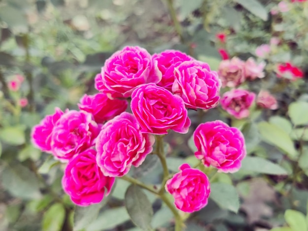 beautiful pink colour rose in the garden