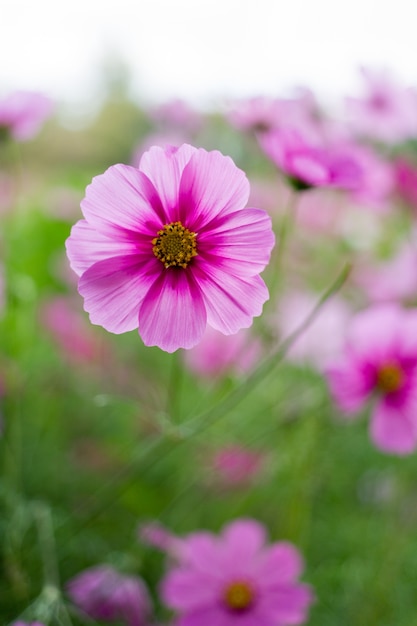 Beautiful Pink Cosmos Flower