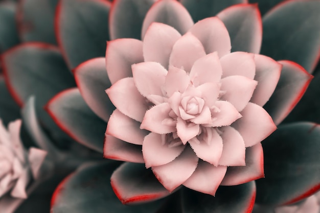 Beautiful pink echeveria cactus closeup macro soft focus spring outdoor on a soft blurred background Romantic soft gentle artistic image