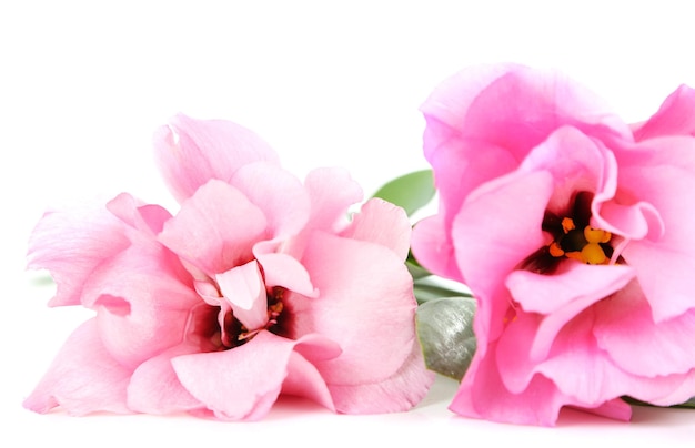 Beautiful pink eustoma isolated on white