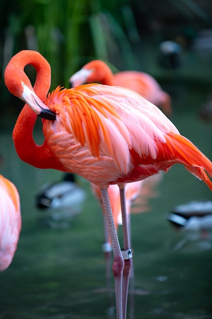 Beautiful pink flamingo Flock of Pink flamingos in a pond Flamingos or flamingoes are a type of wading bird in the genus Phoenicopterus