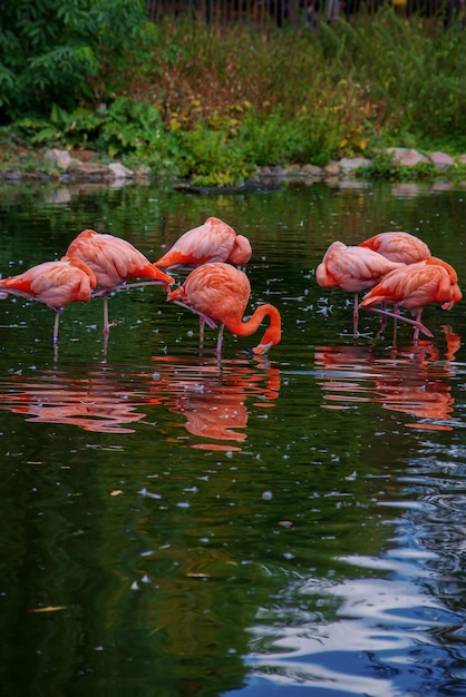 beautiful pink flamingos in nature reserve