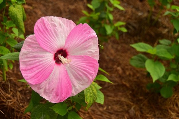 Beautiful Pink Flower in the backyard