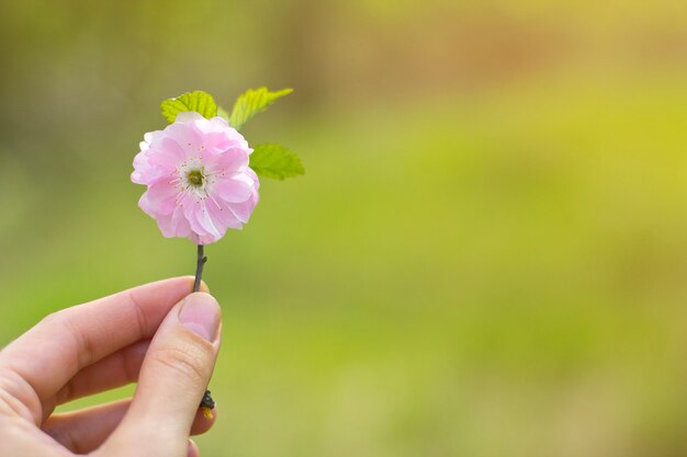 beautiful pink flower in female hand 