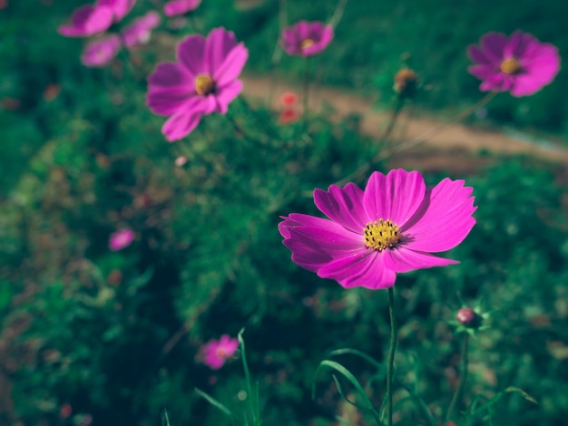 beautiful pink flower field nature spring summer background 