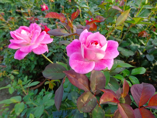 beautiful pink flower in garden