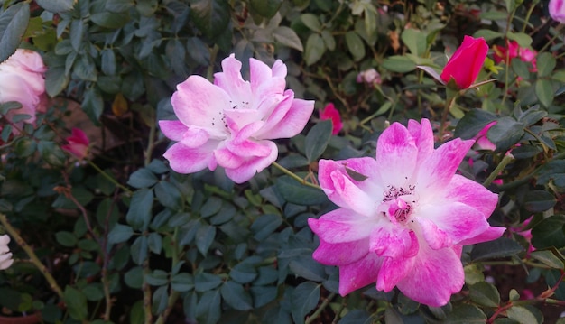 beautiful pink flower in garden