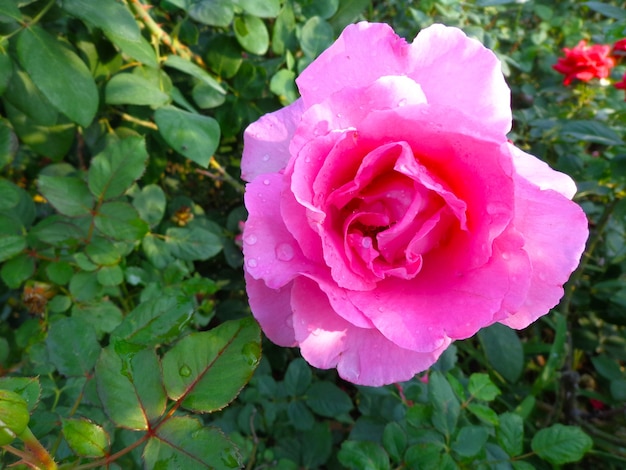 beautiful pink flower in garden