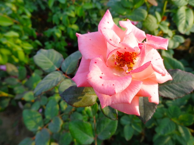 beautiful pink flower in garden