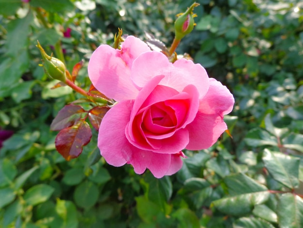 beautiful pink flower in garden