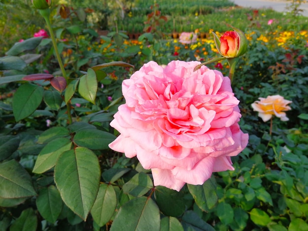 beautiful pink flower in garden