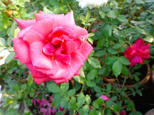 beautiful pink flower in garden