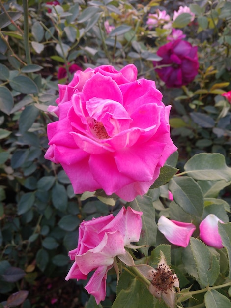 beautiful pink flower in garden