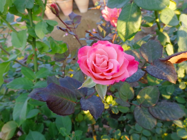 beautiful pink flower in garden