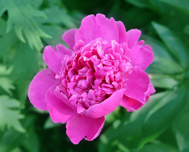 Beautiful pink flower on a green background