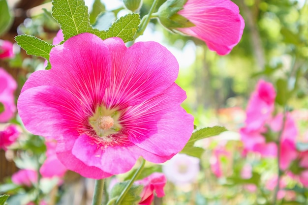 Beautiful Pink flower hollyhock blossoms decorate in garden