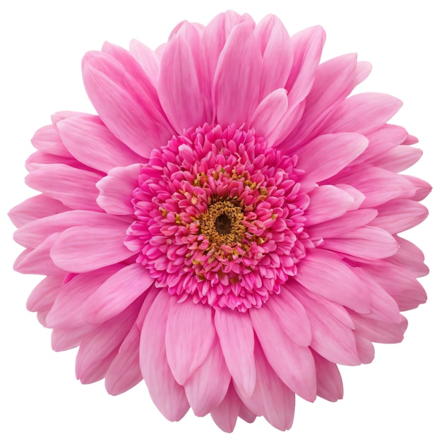 A beautiful pink flower isolated on white background