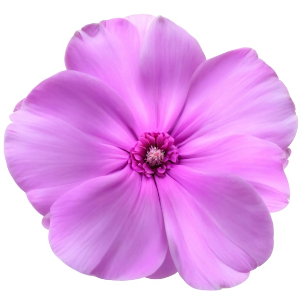 A beautiful pink flower isolated on white background