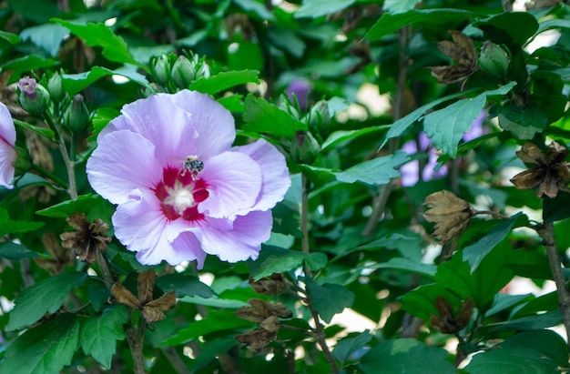 A beautiful pink flower on a mallow bush with a bumblebee flying up to it