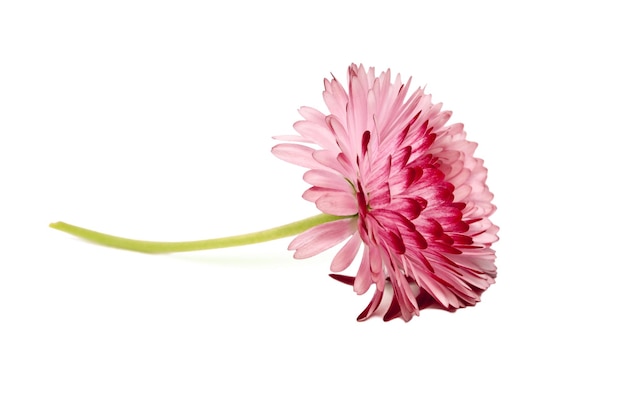 Beautiful pink flower. One Pink Flower Isolated on white Background.