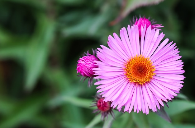 Beautiful pink flowers of autumn aster in the garden