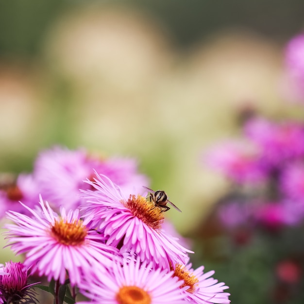 Beautiful pink flowers of autumn aster with a bee in the garden