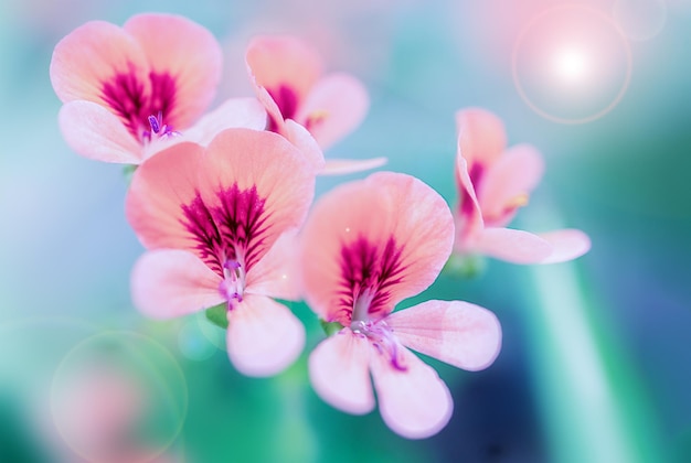 Beautiful pink flowers on a blue blurred background romantic card poster